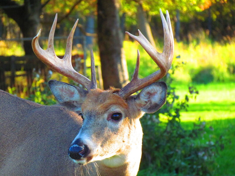 Buck with Antlers — Brown