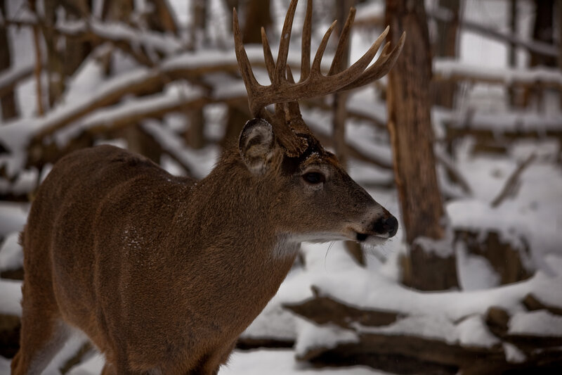 Buck with Antlers