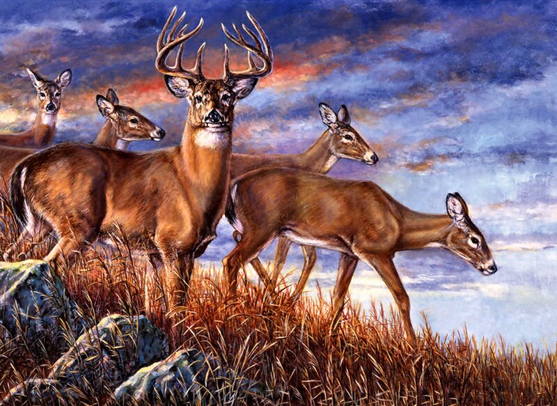 Buck with Does in Field