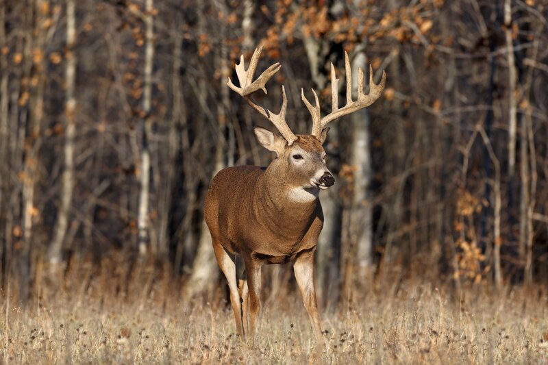 Buck with Large Antlers — Brown, Calm, Autumn, Photograph