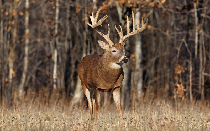Buck with Large Antlers — Brown, Calm, Autumn