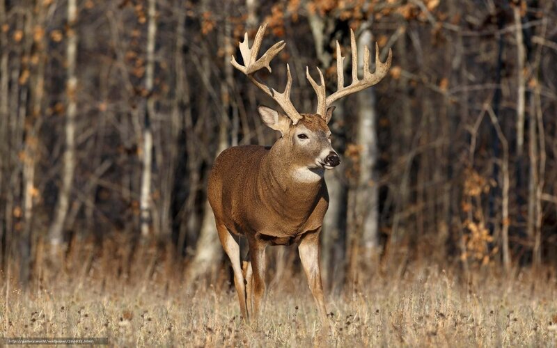 Buck with Large Antlers — Brown, Natural, Autumn