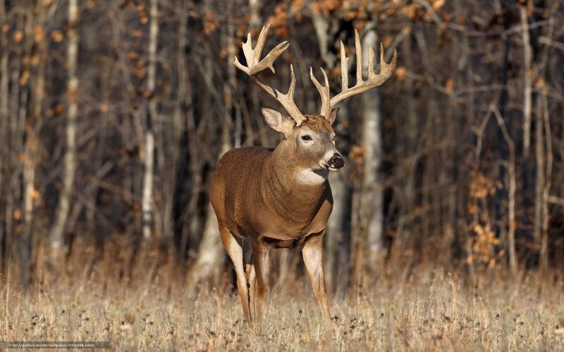 Buck with Large Antlers — Brown, Natural