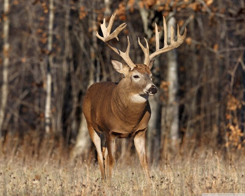 Buck with Large Antlers — Brown