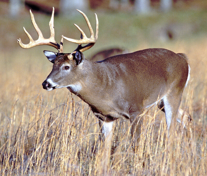 Buck with Large Antlers