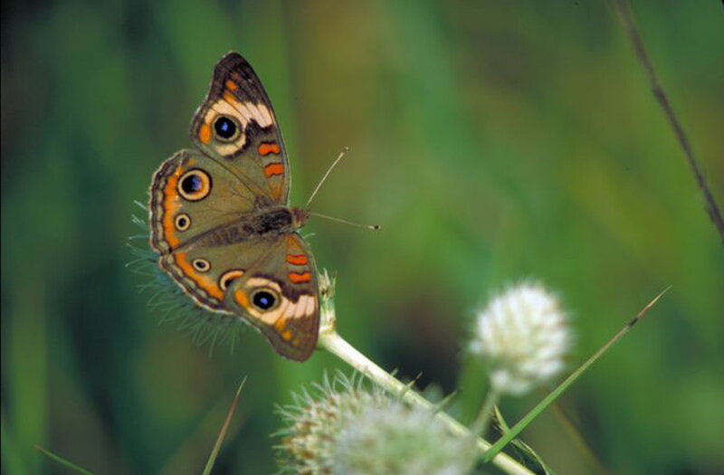 Buckeye Butterfly — Brown