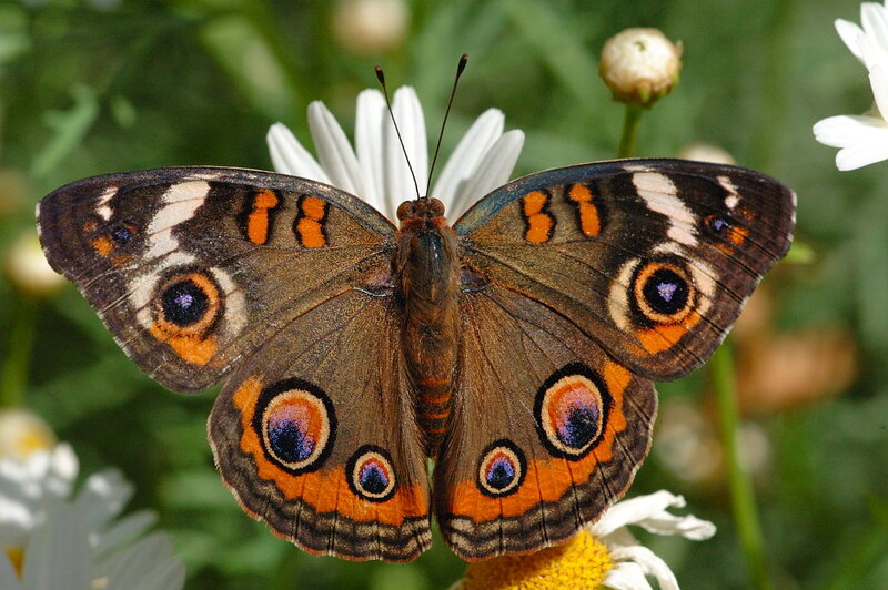 Buckeye Butterfly on Flower