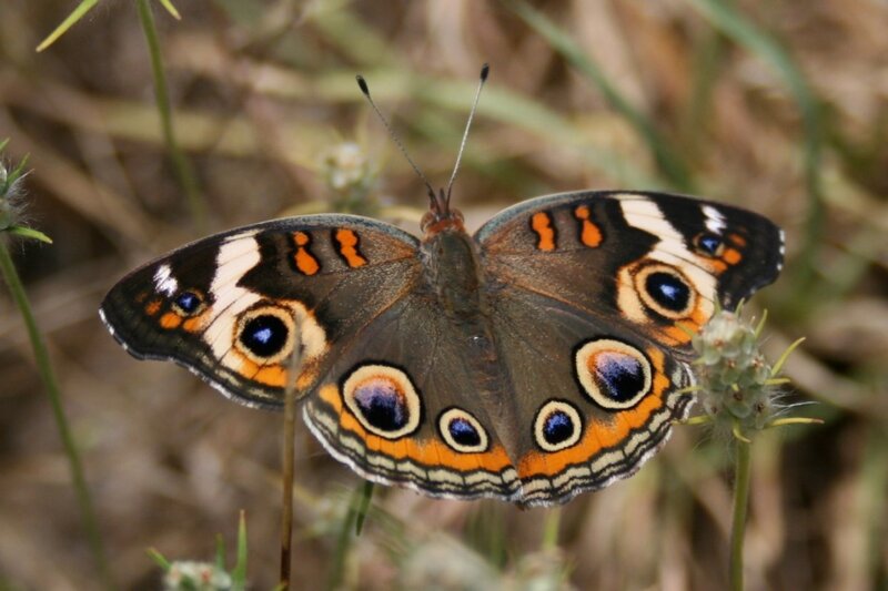 Buckeye Butterfly