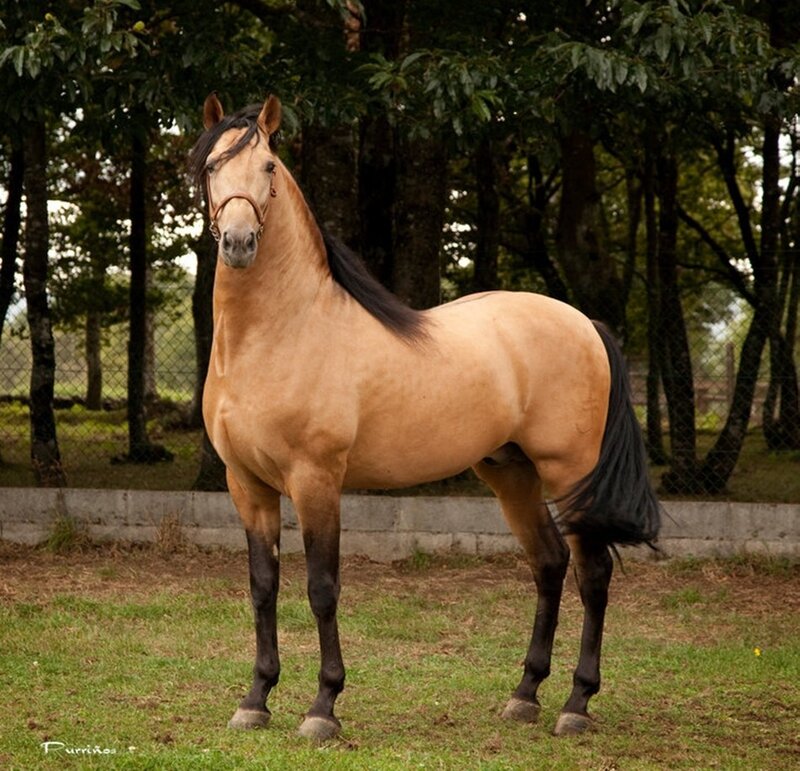 Buckskin Horse Standing