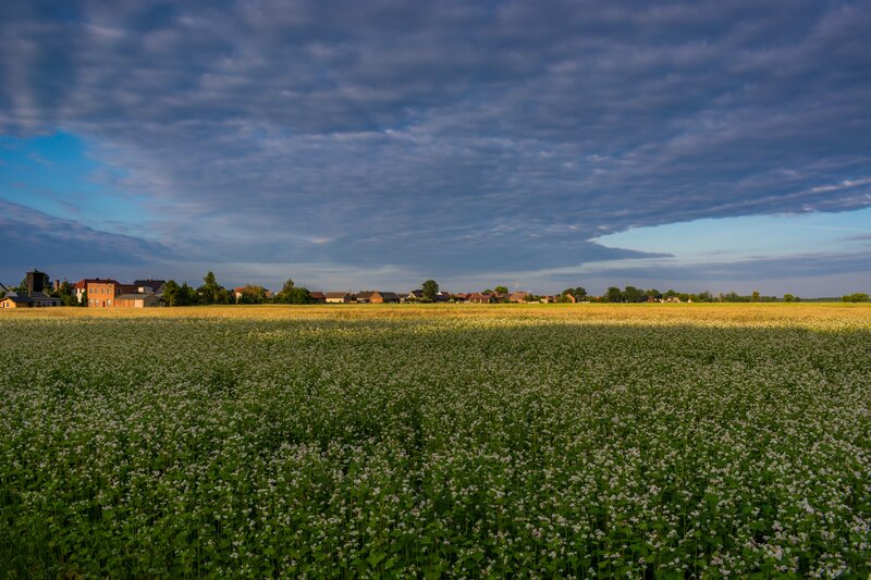 Buckwheat Field at Dusk