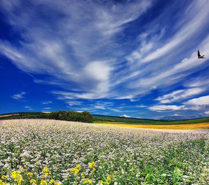Buckwheat Field under Sky
