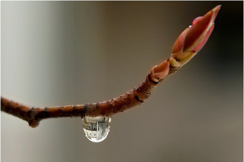 Bud on Tree Branch