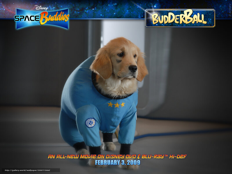 Budderball puppy in space suit
