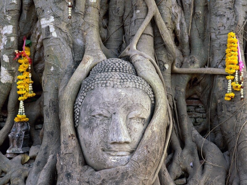 Buddha head entwined by tree roots