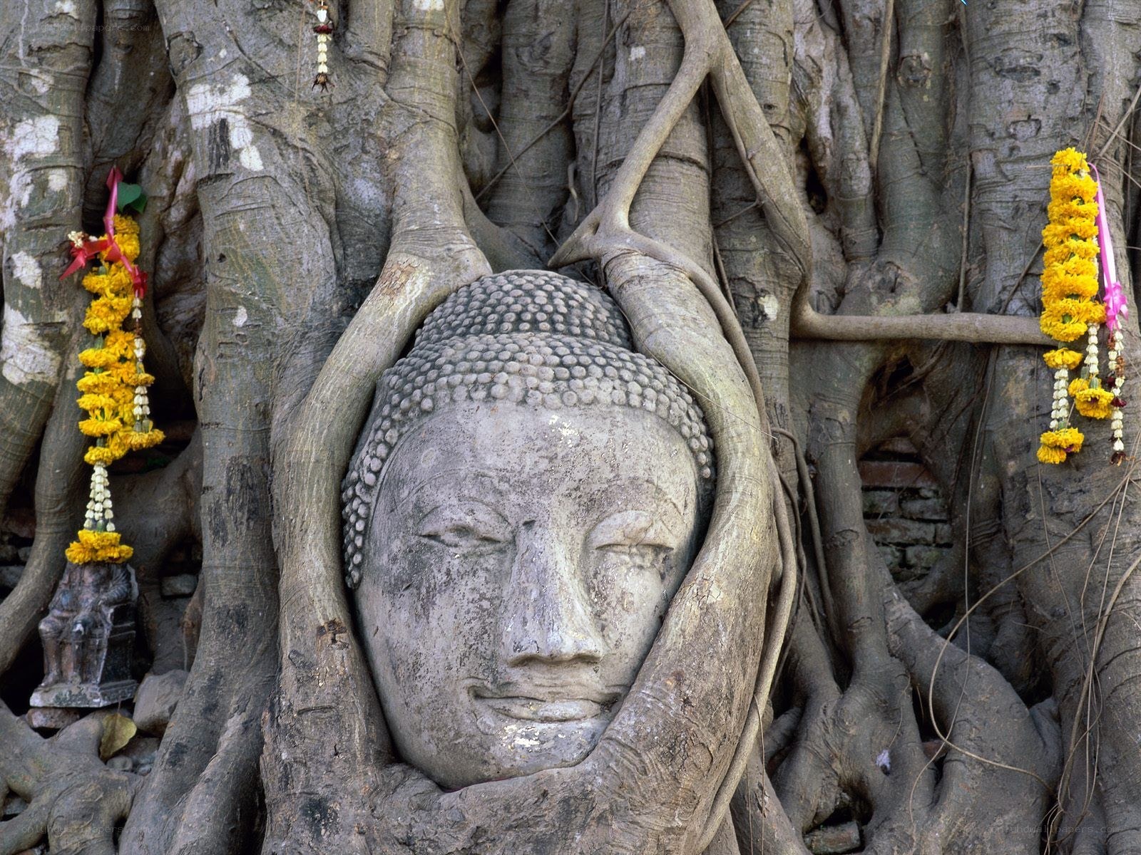 Buddha head entwined by tree roots