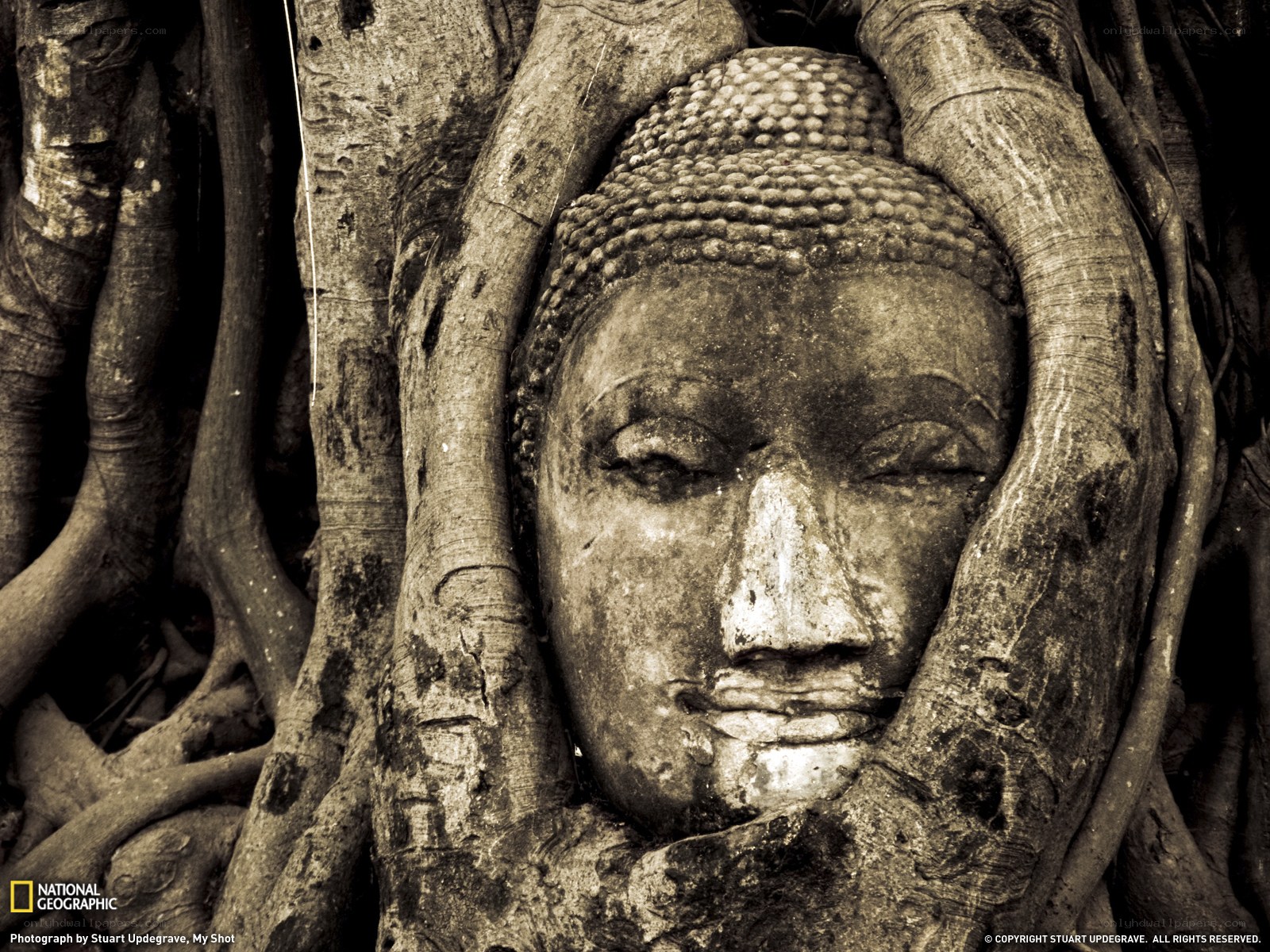 Buddha head entwined by tree roots