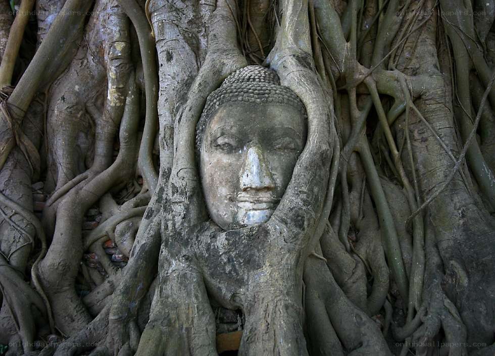 Buddha head entwined with tree roots
