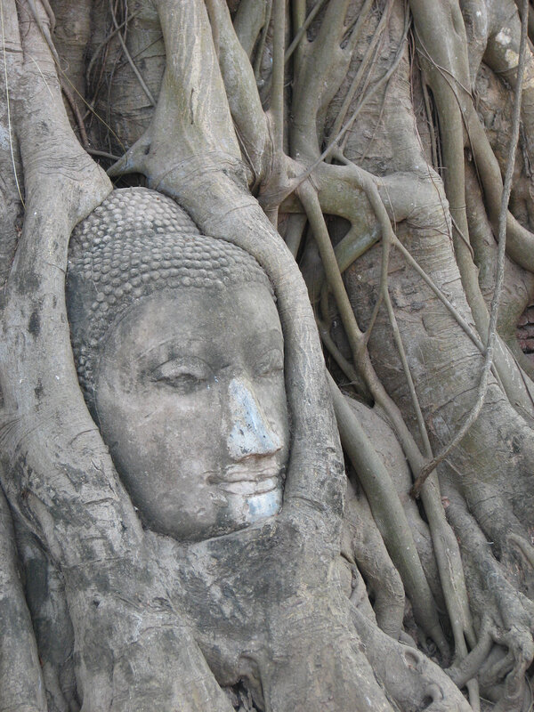 Buddha head entwined with tree roots
