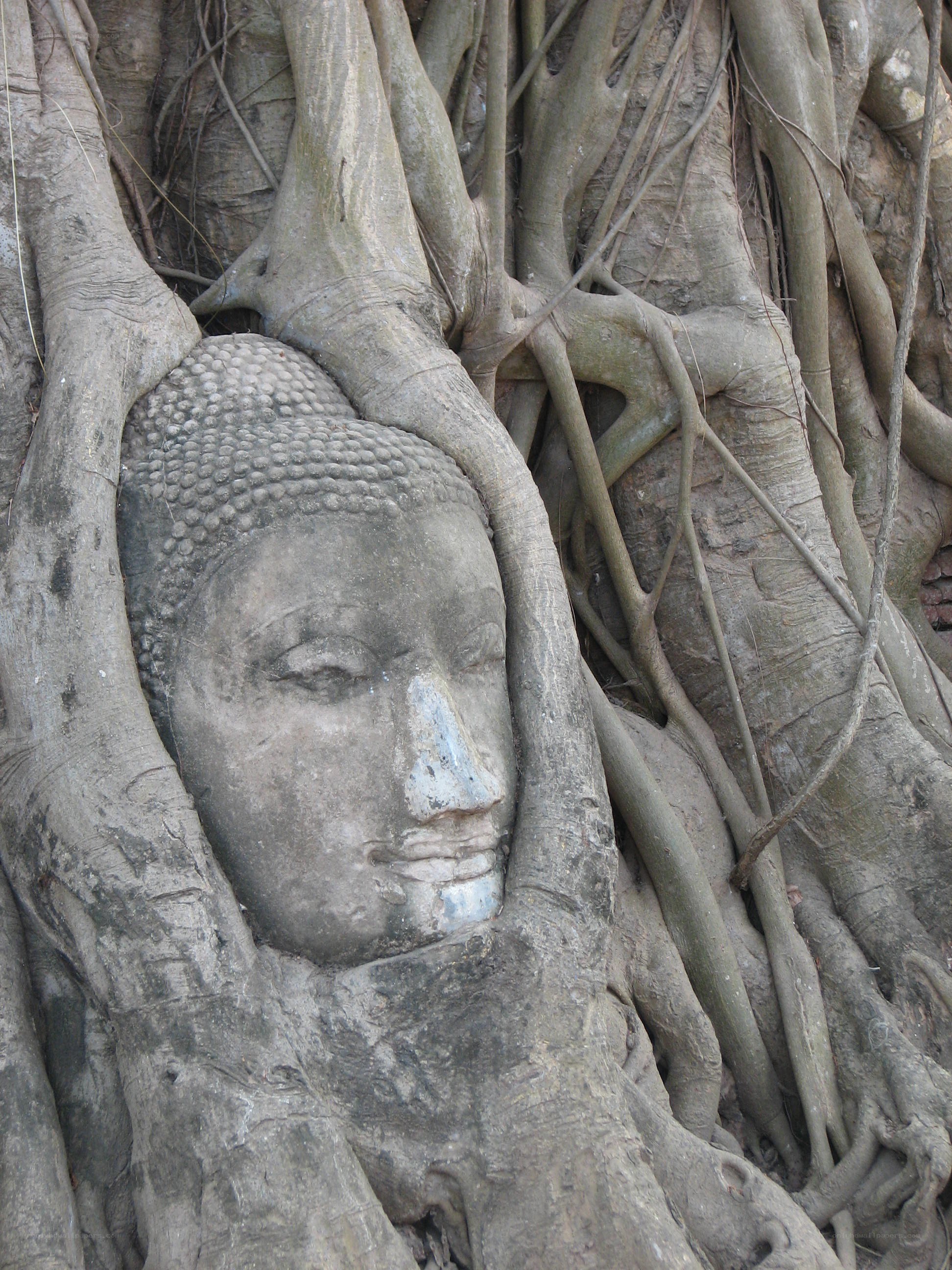 Buddha head entwined with tree roots