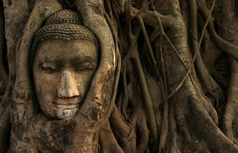 Buddha head entwined with tree roots