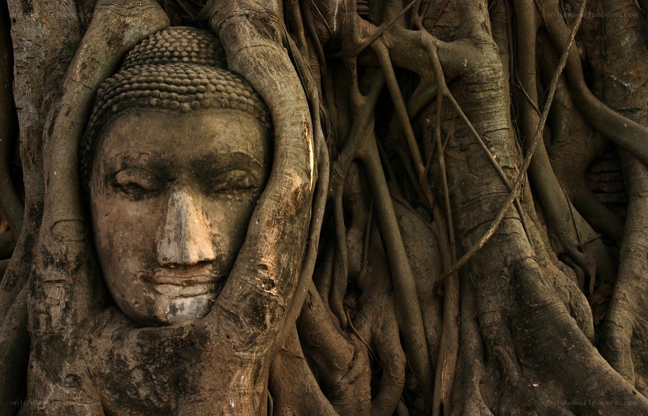Buddha head entwined with tree roots
