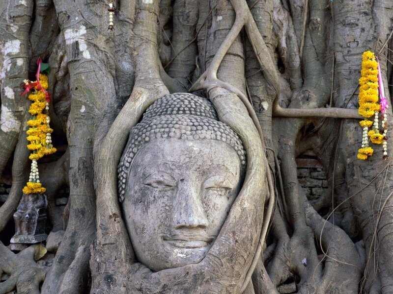 Buddha head in tree roots