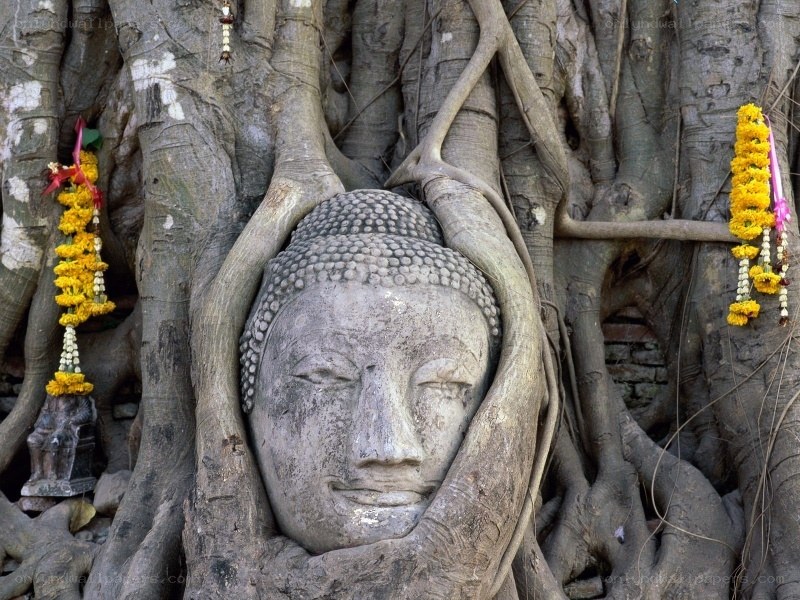 Buddha head in tree roots