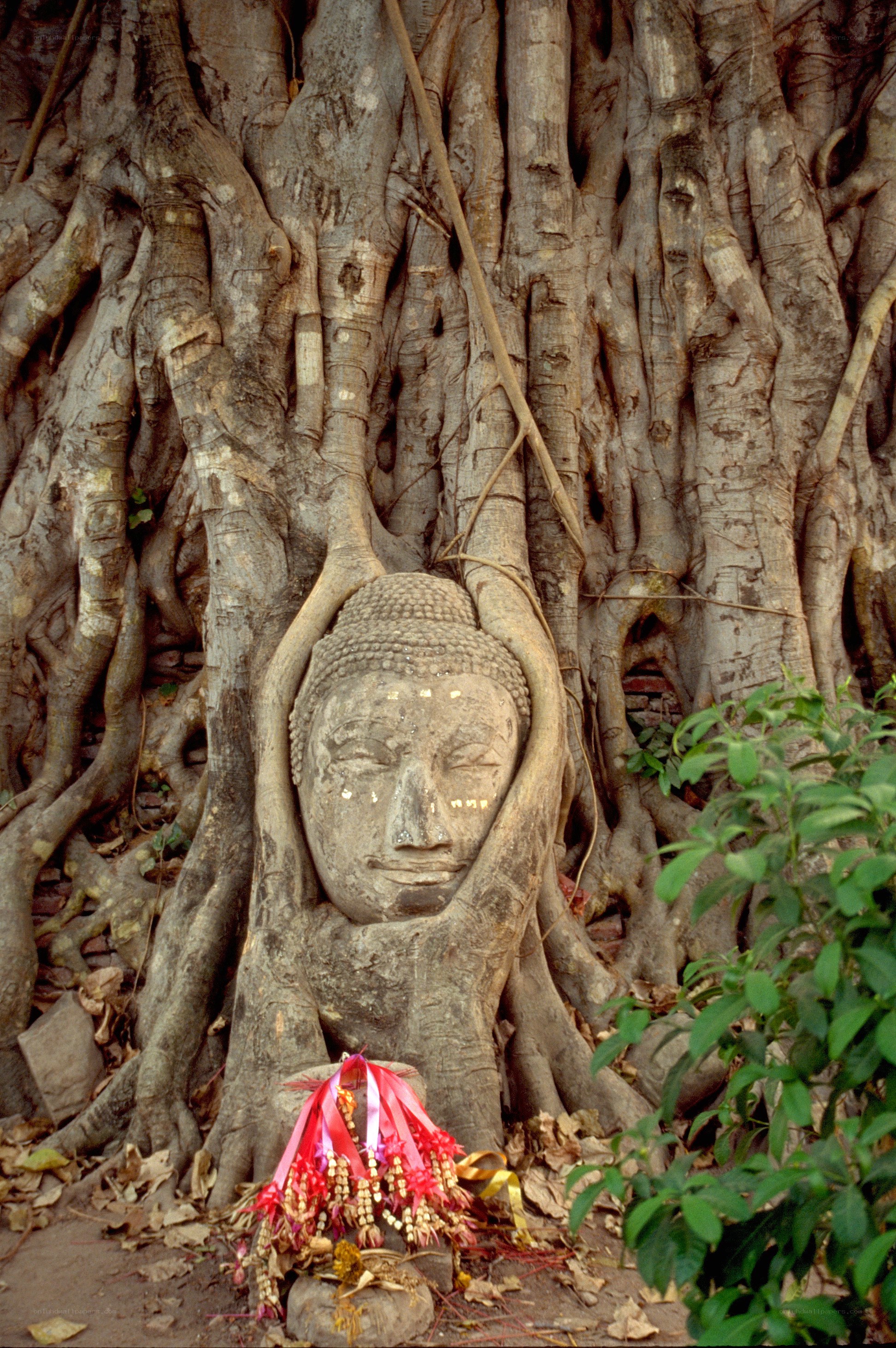 Buddha head in tree roots