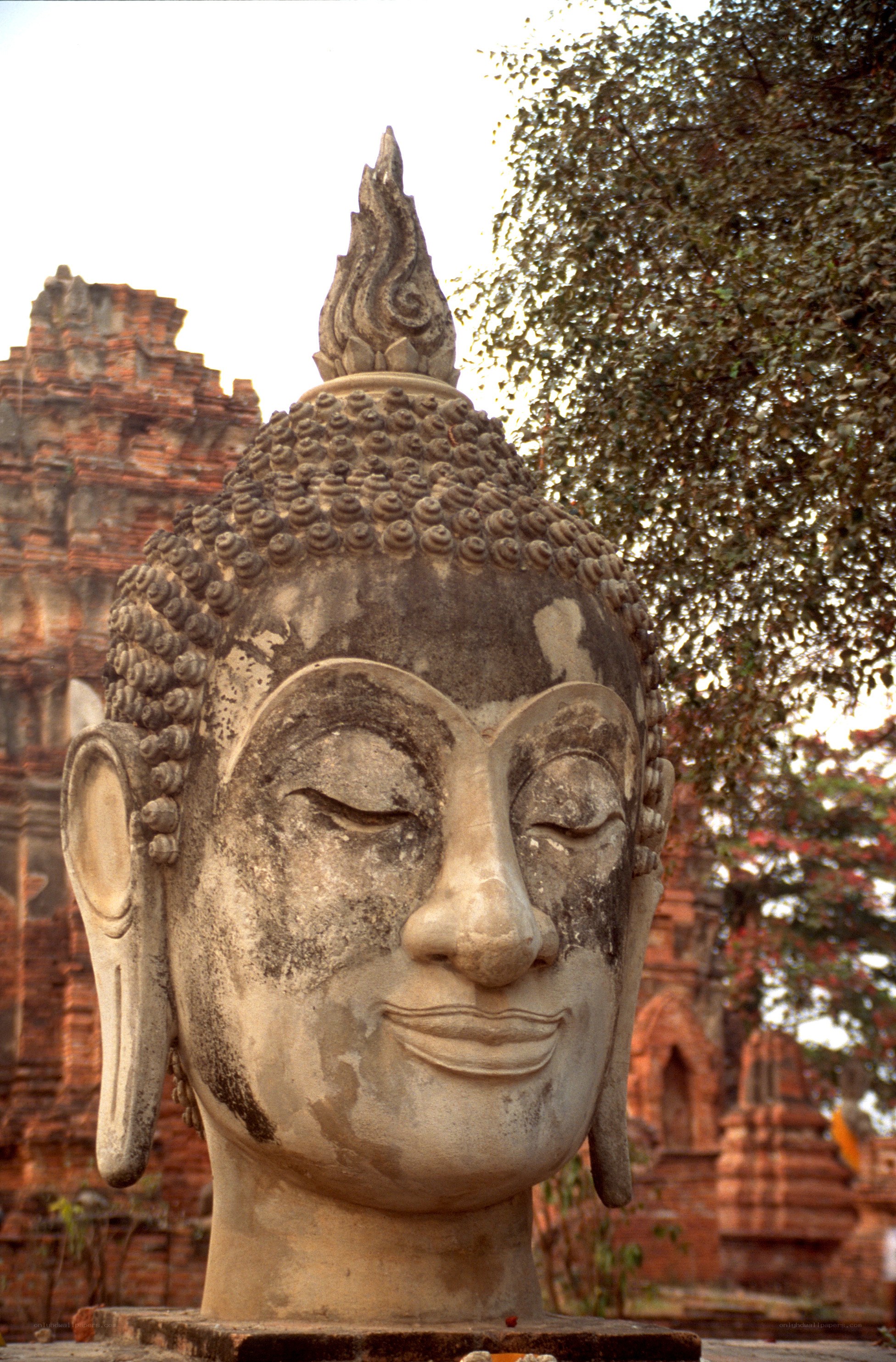 Buddha head statue at ancient site