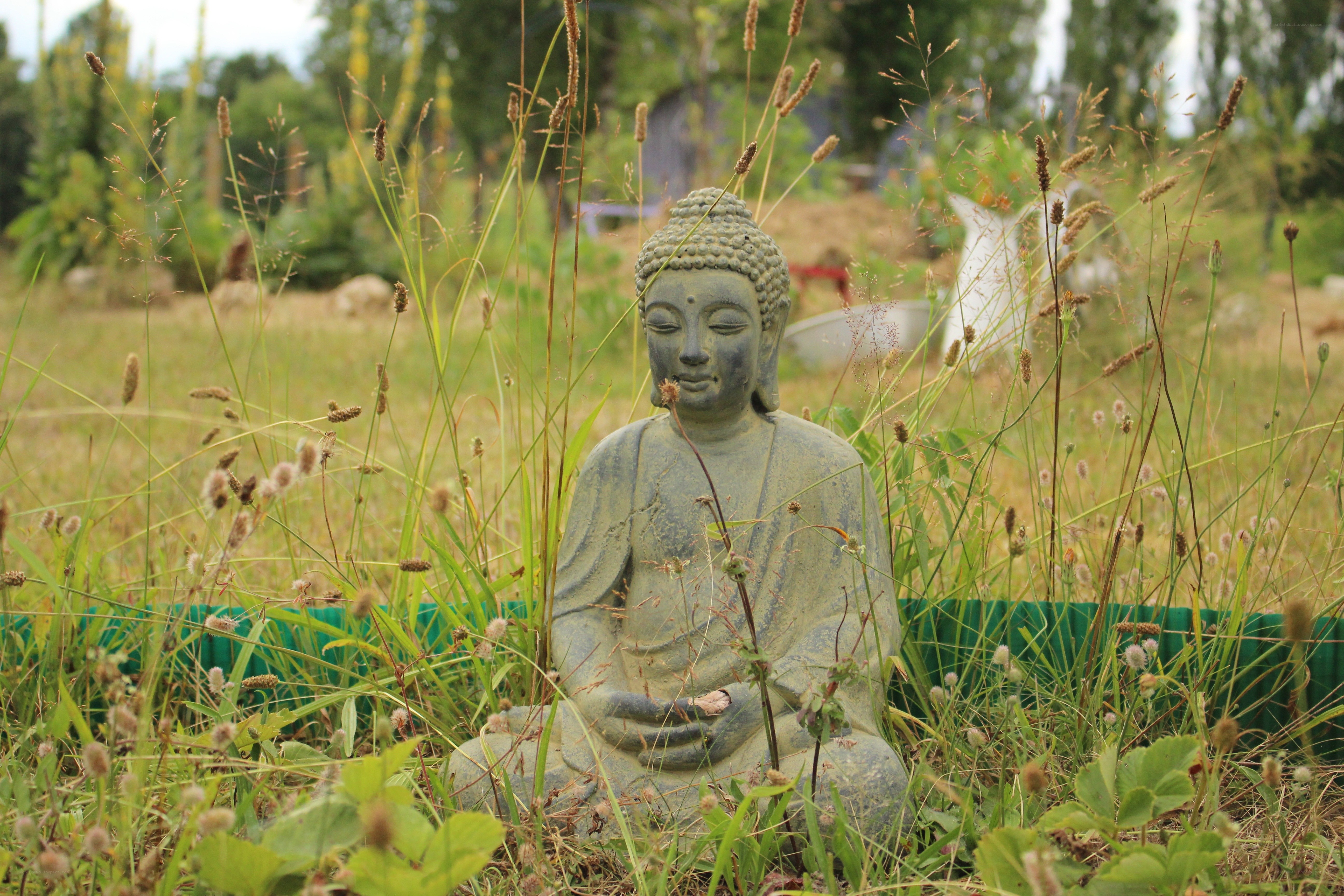 Buddha statue in a garden