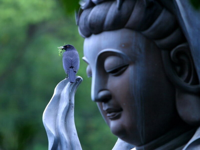 Buddha statue with bird