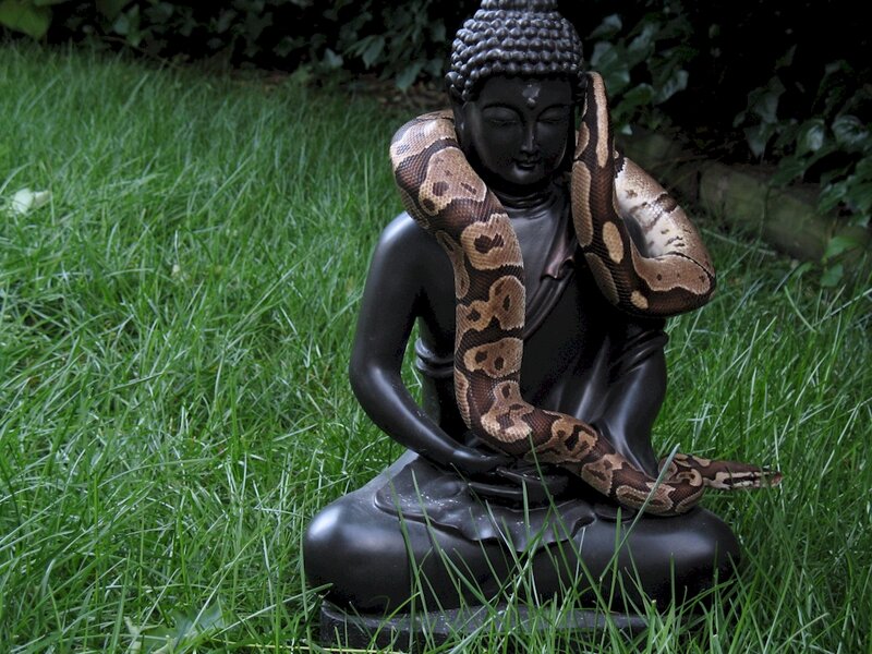 Buddha statue with snake