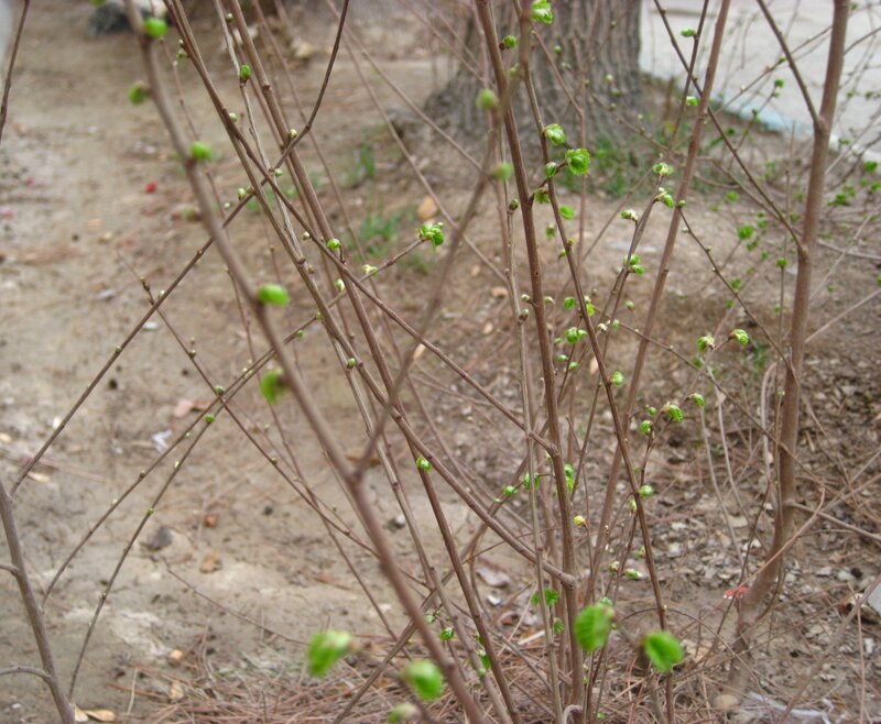 Budding Tree Branches
