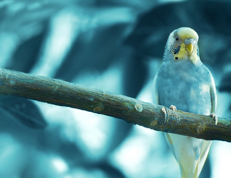 Budgerigar on a Branch