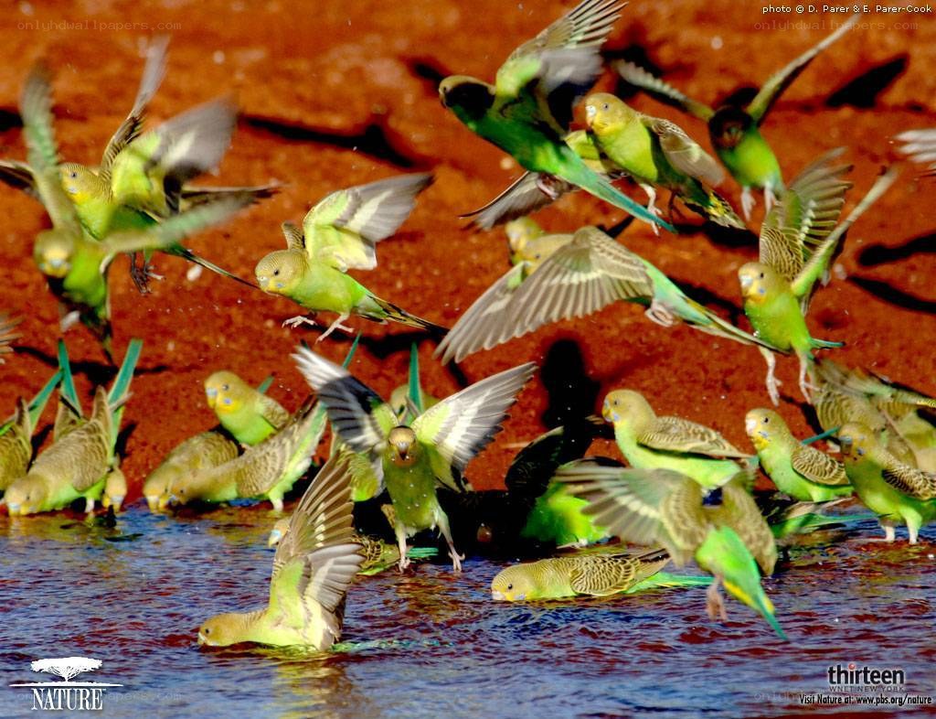 Budgerigars at a waterhole