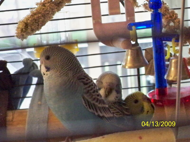 Budgerigars in a cage