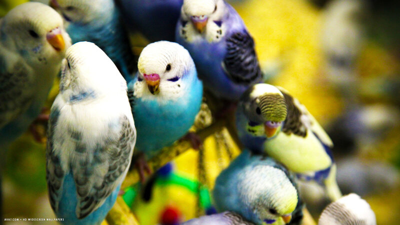 Budgerigars in a Group