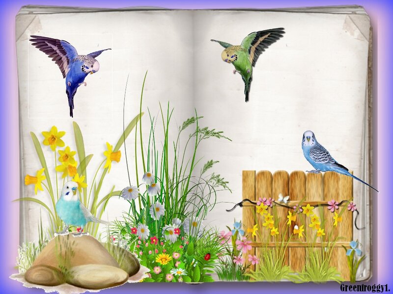Budgerigars in Garden