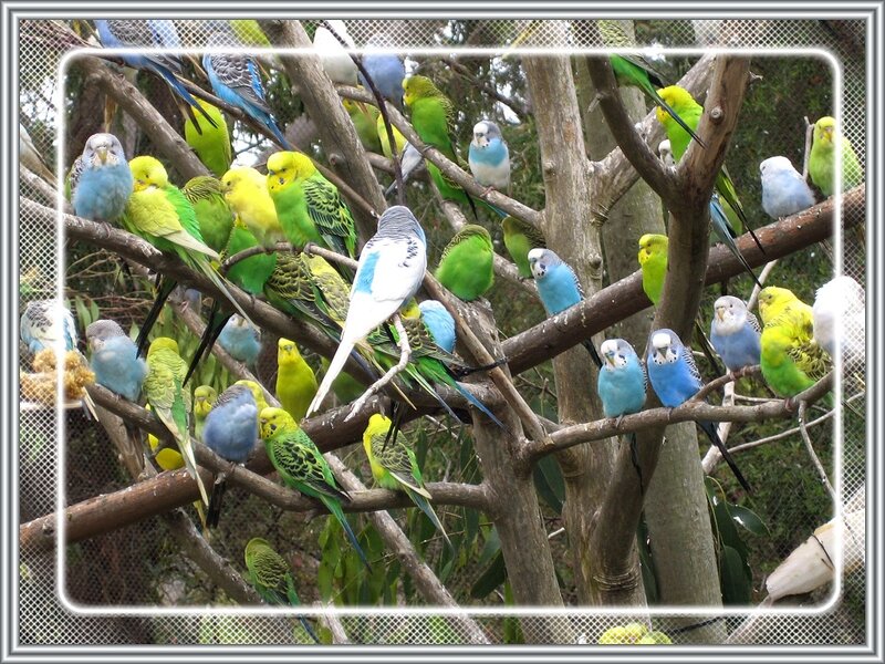 Budgerigars on Branches