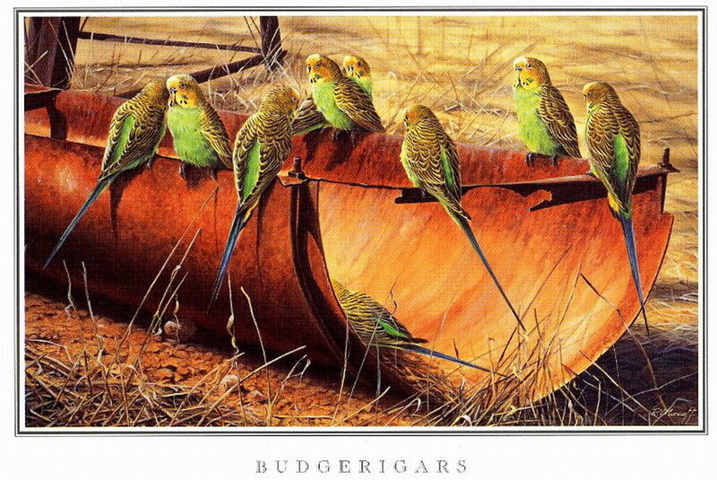 Budgerigars on Metal Pipe