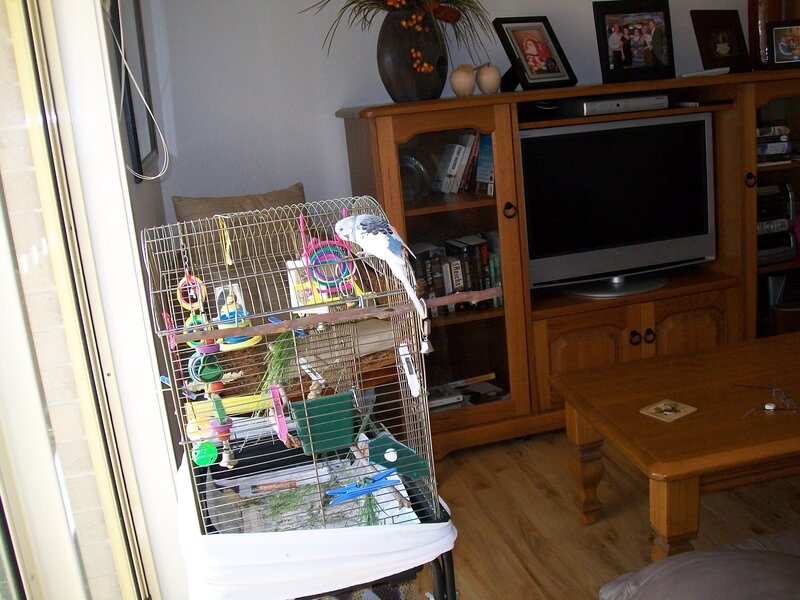 Budgie in a Cage