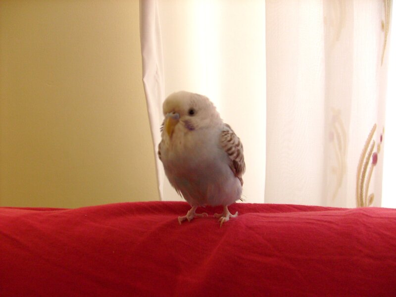 Budgie on a red surface