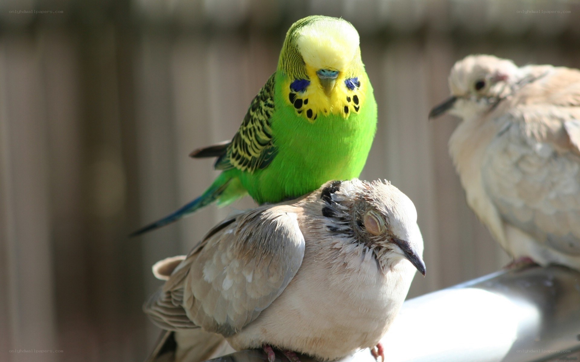 Budgie perched on a dove