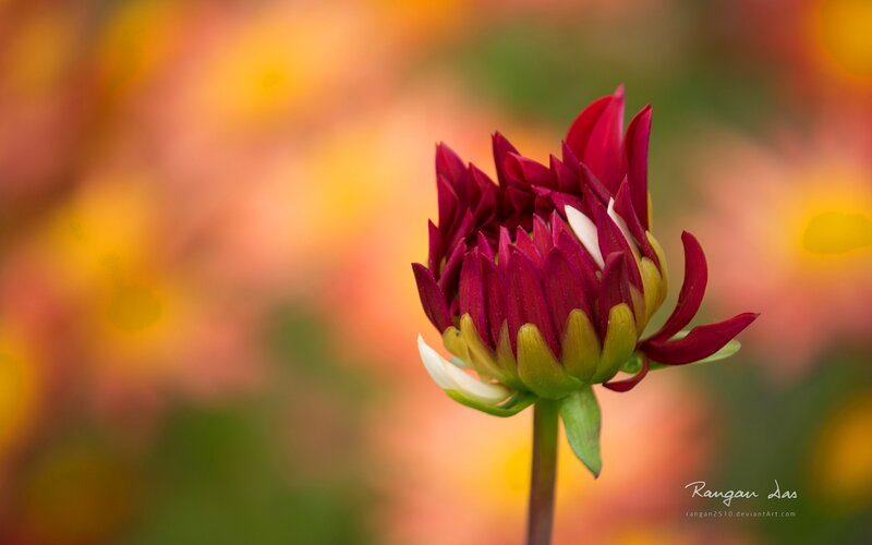 Budging red flower