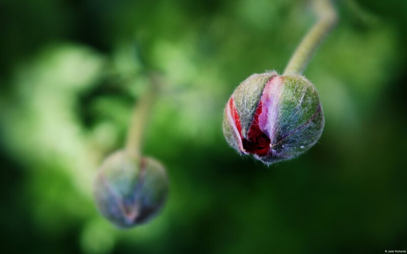 Buds of a Flower