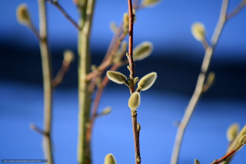 Buds on a branch against blue sky