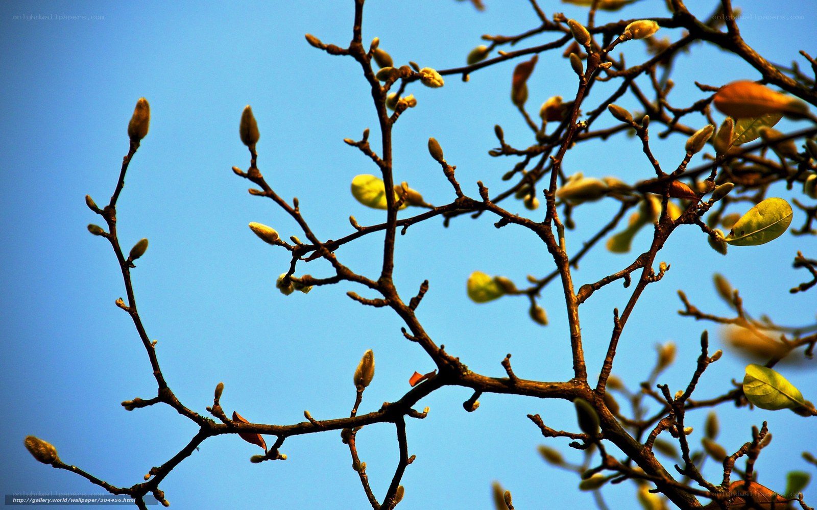 Buds on a branch against blue sky
