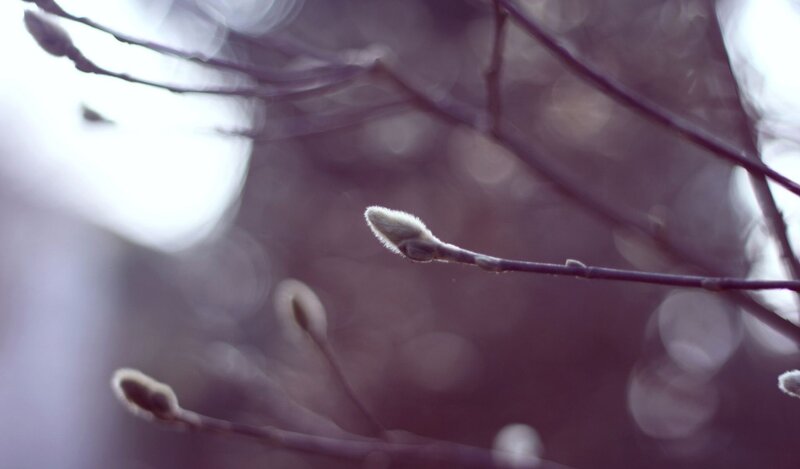 Buds on a branch in spring