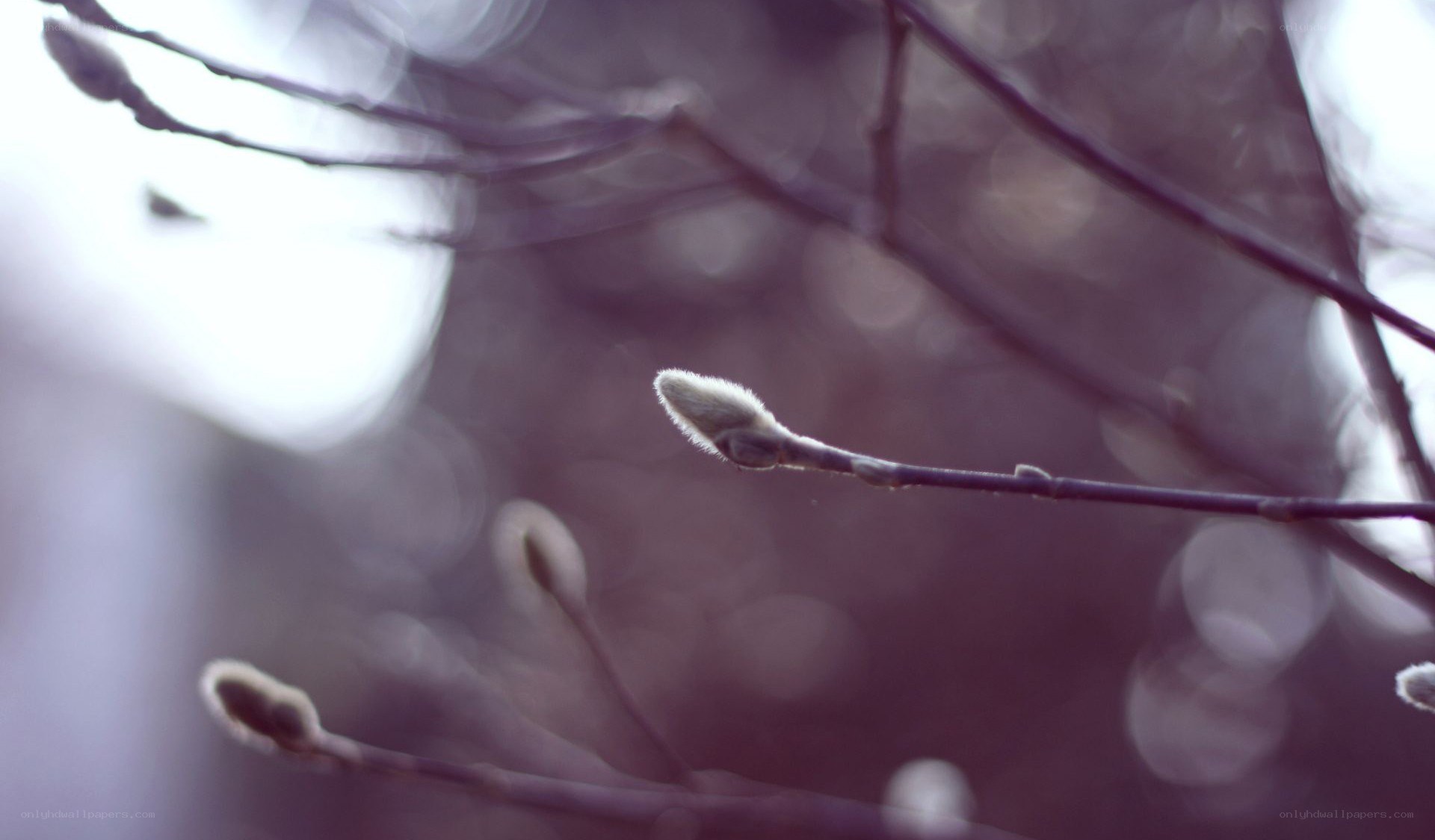 Buds on a branch in spring
