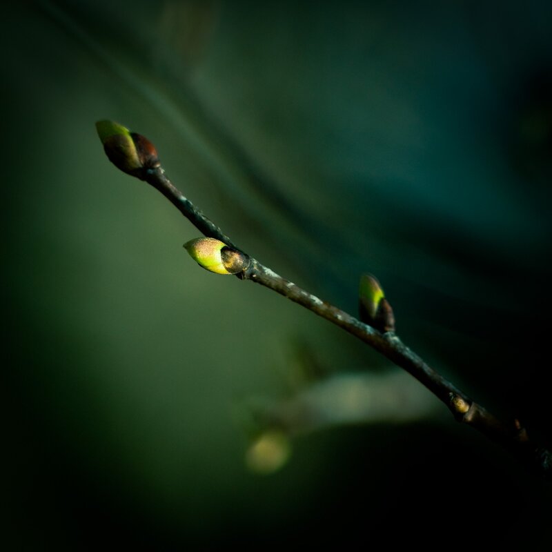 Buds on a branch